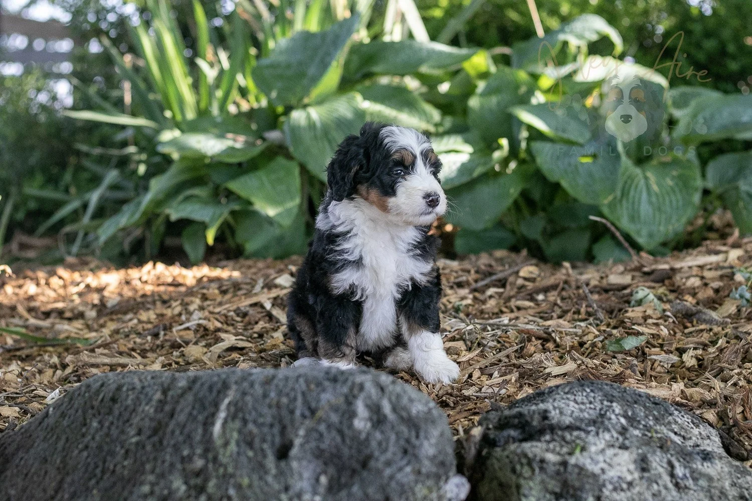 Harmonica Bernedoodle Puppy-20.jpg