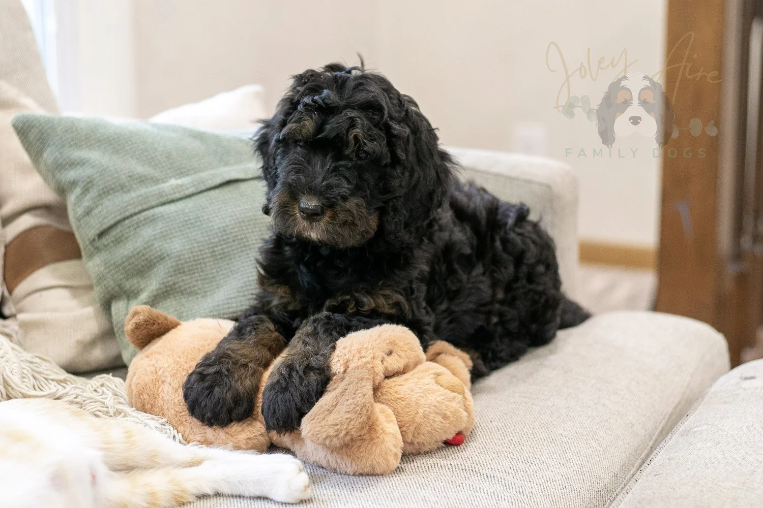 Acadia Bernedoodle Puppy-497.jpg