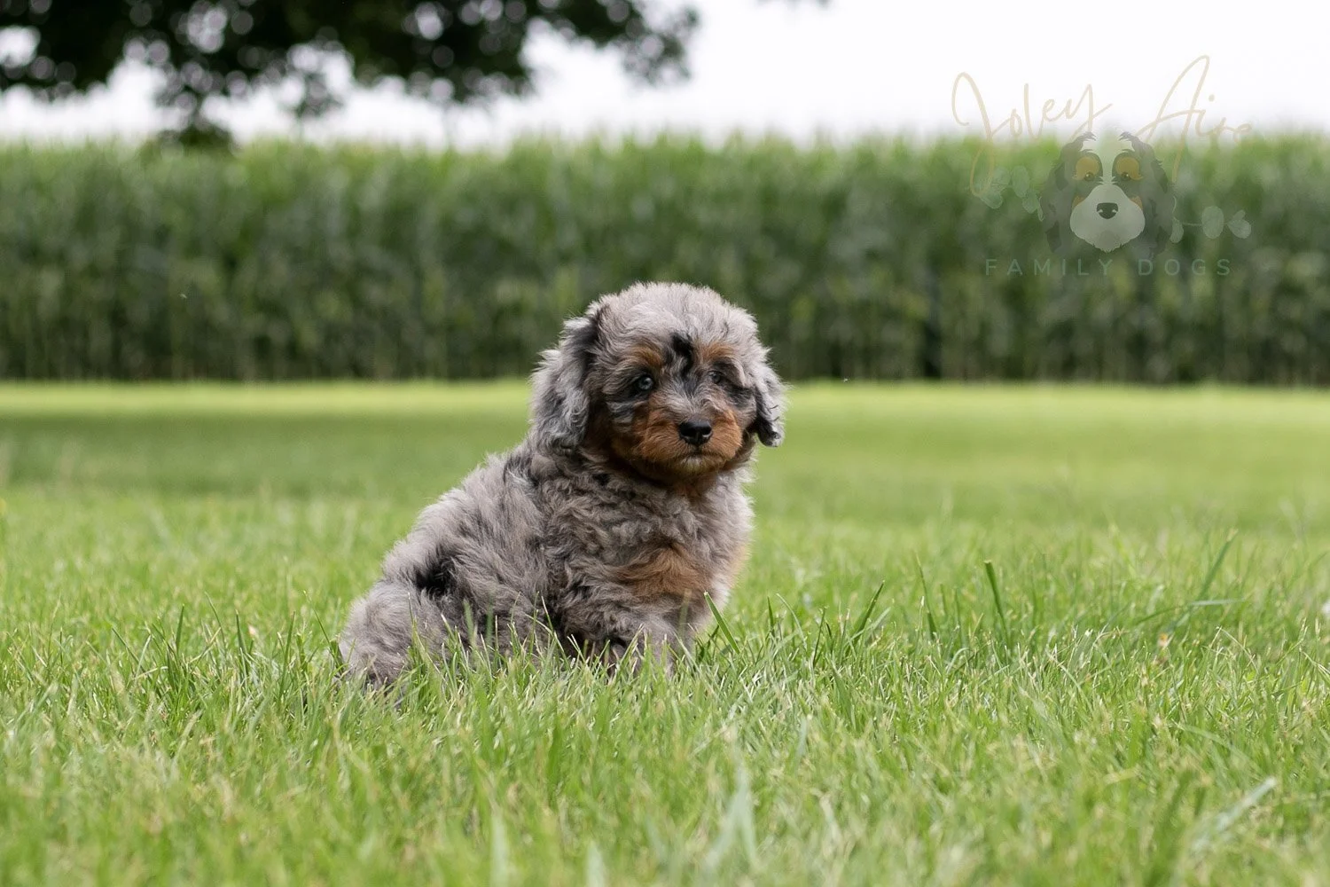 Marilla Bernedoodle Puppy-36.jpg
