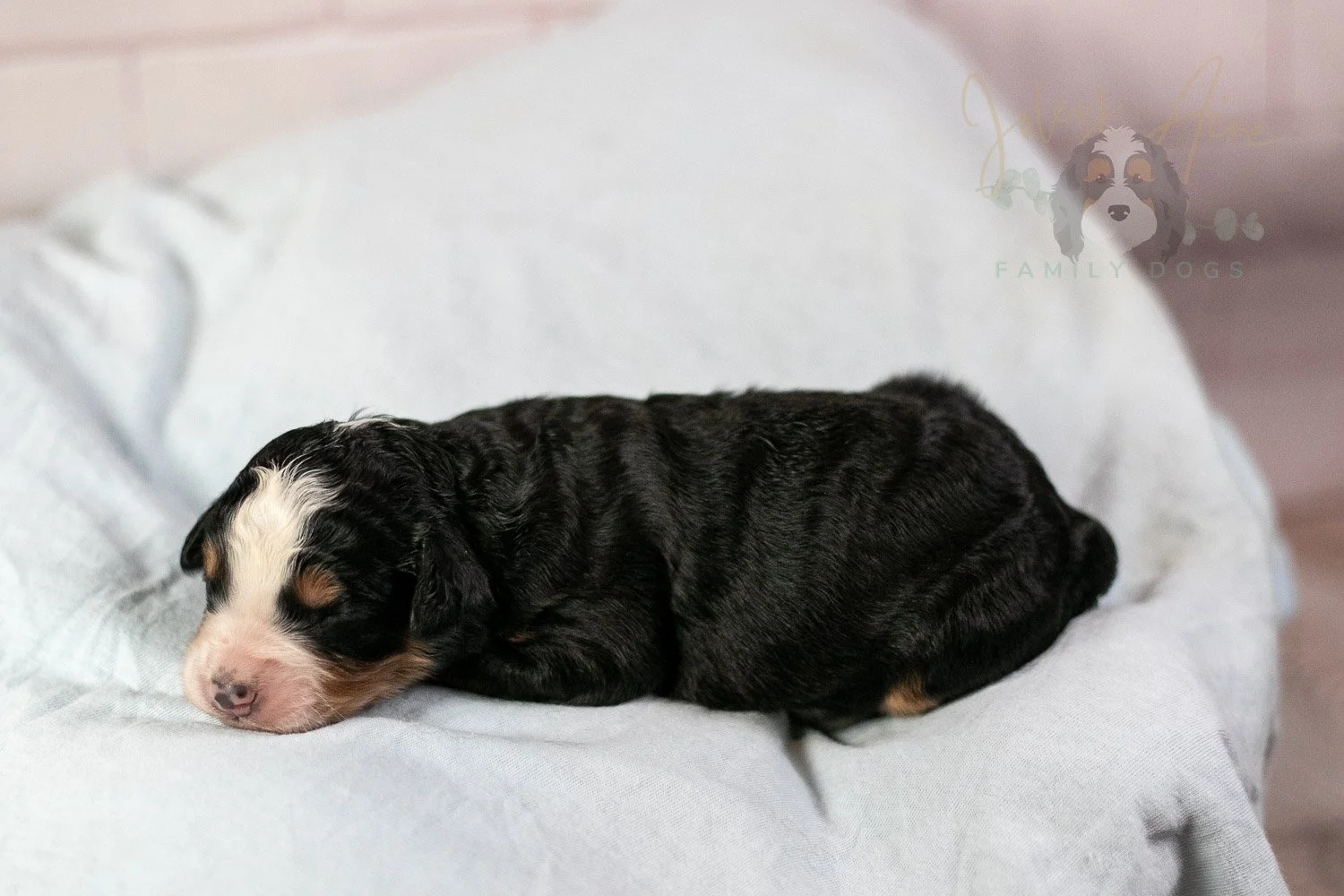 Anne Shirley Bernedoodle Puppy-15.jpg