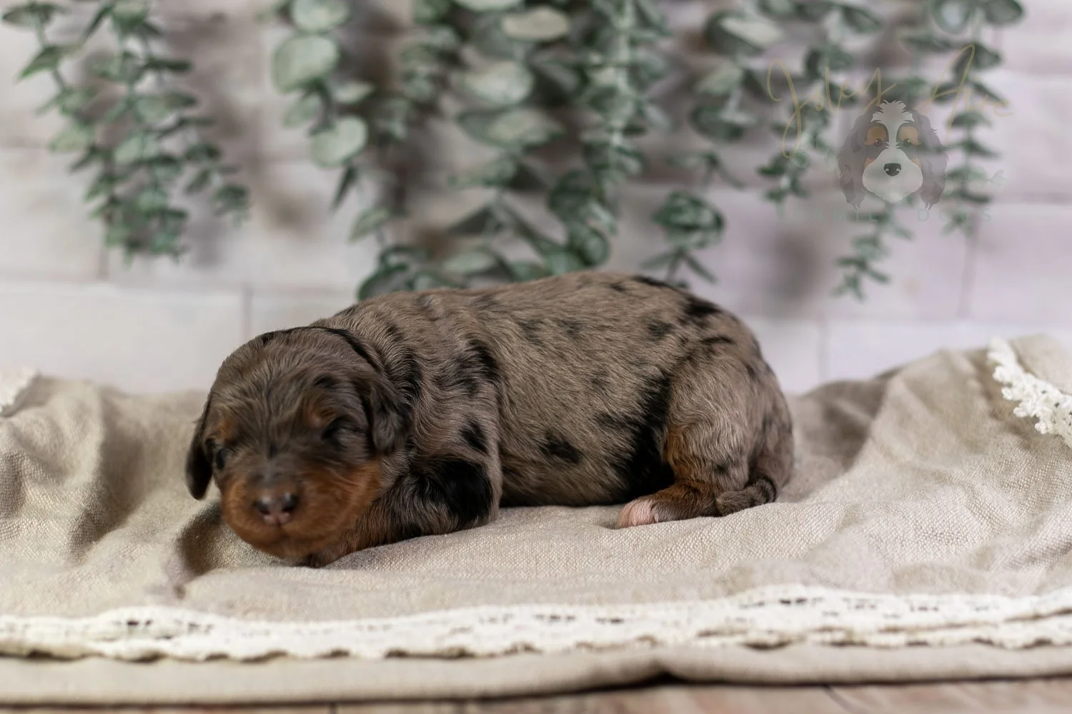 Flute Bernedoodle Puppy-6.jpg