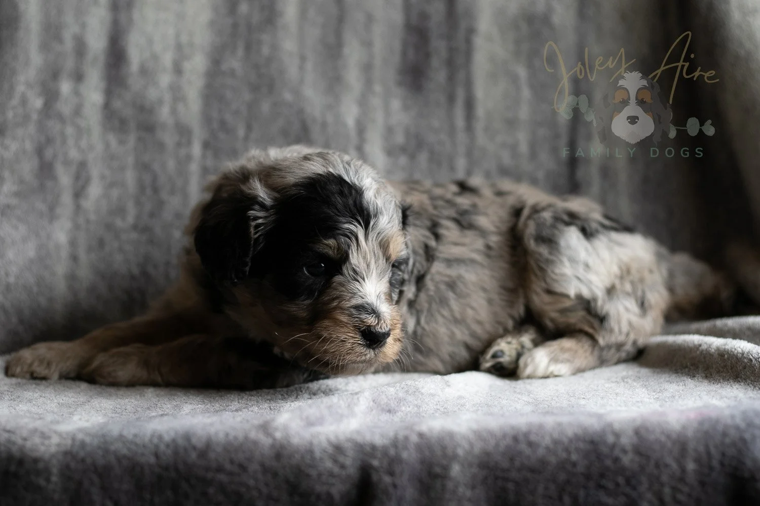 Frida Bernedoodle Puppy-140.jpg