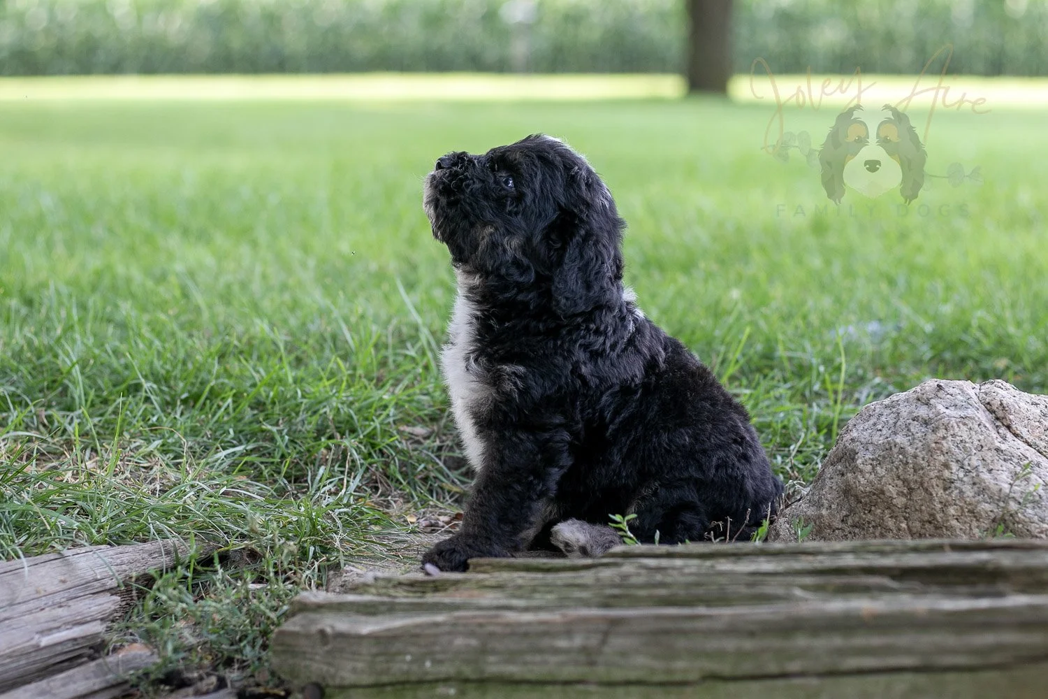 Bob Ross Bernedoodle Puppy-154.jpg