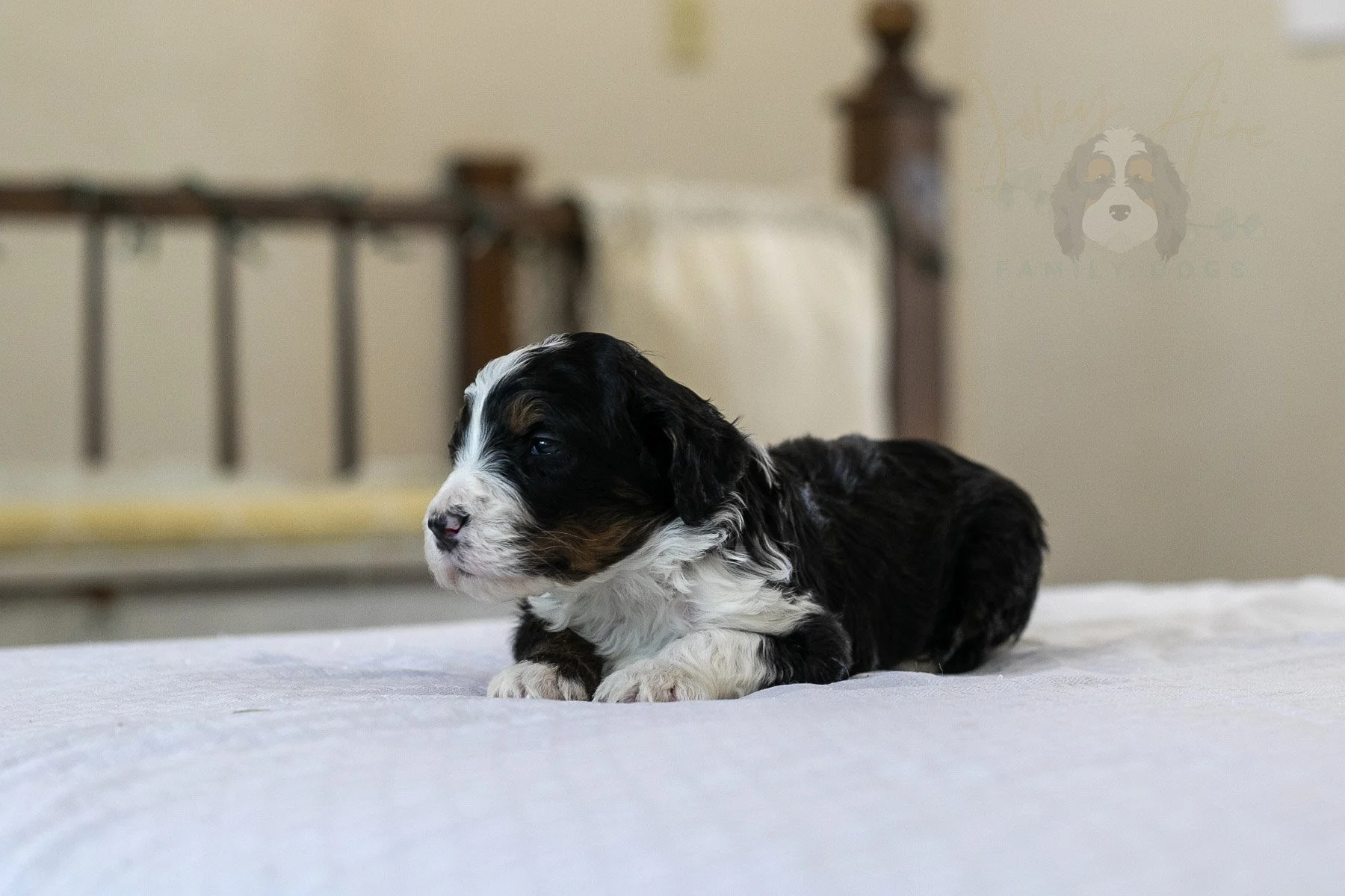 Belle  Bernedoodle Puppy-14.jpg