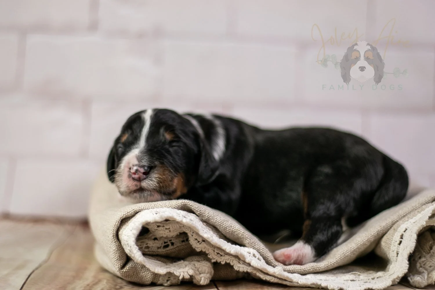 Yosemite Bernedoodle Puppy-186.jpg