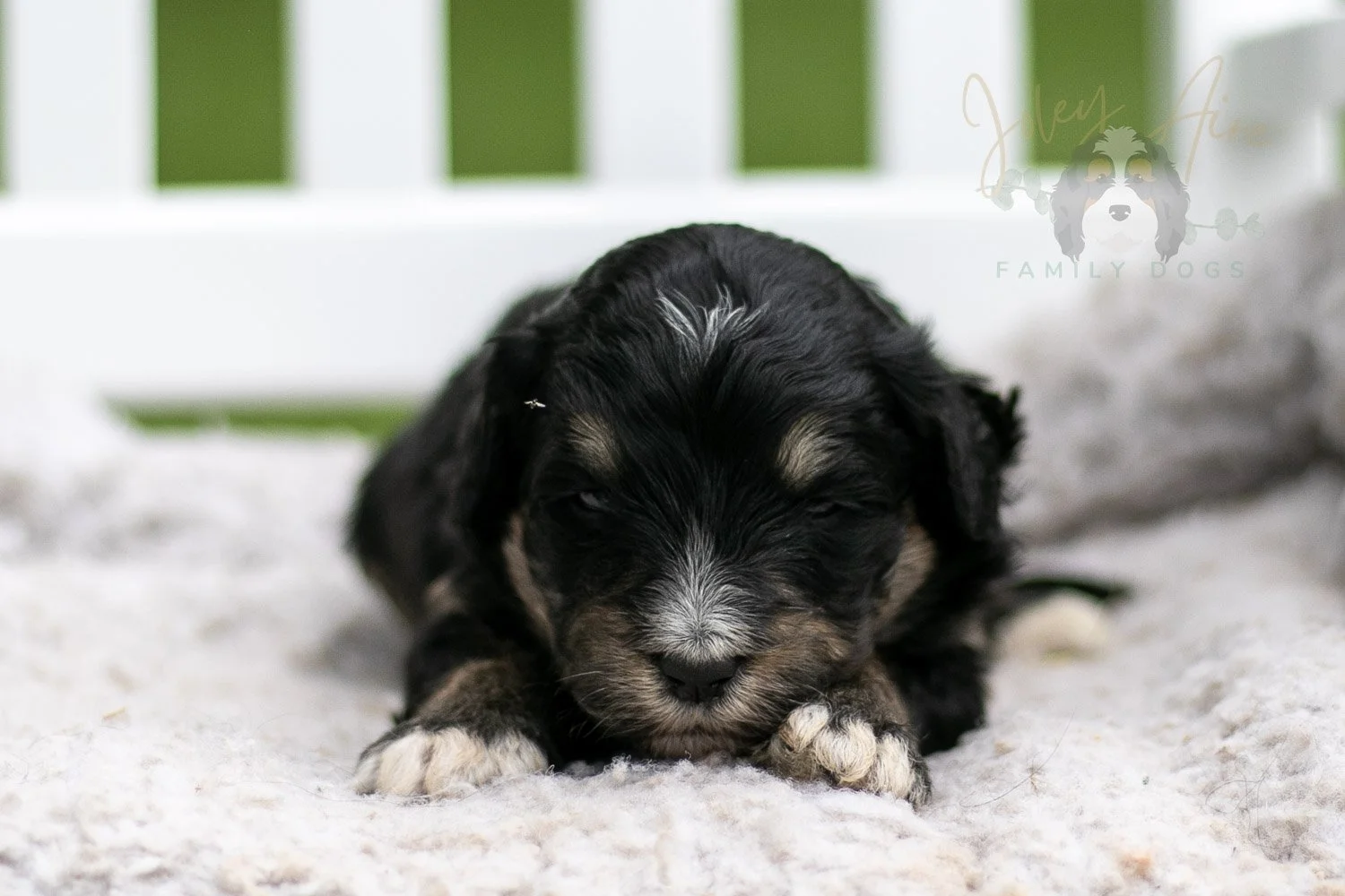 Georgia O'Keefe Bernedoodle Puppy-684.jpg