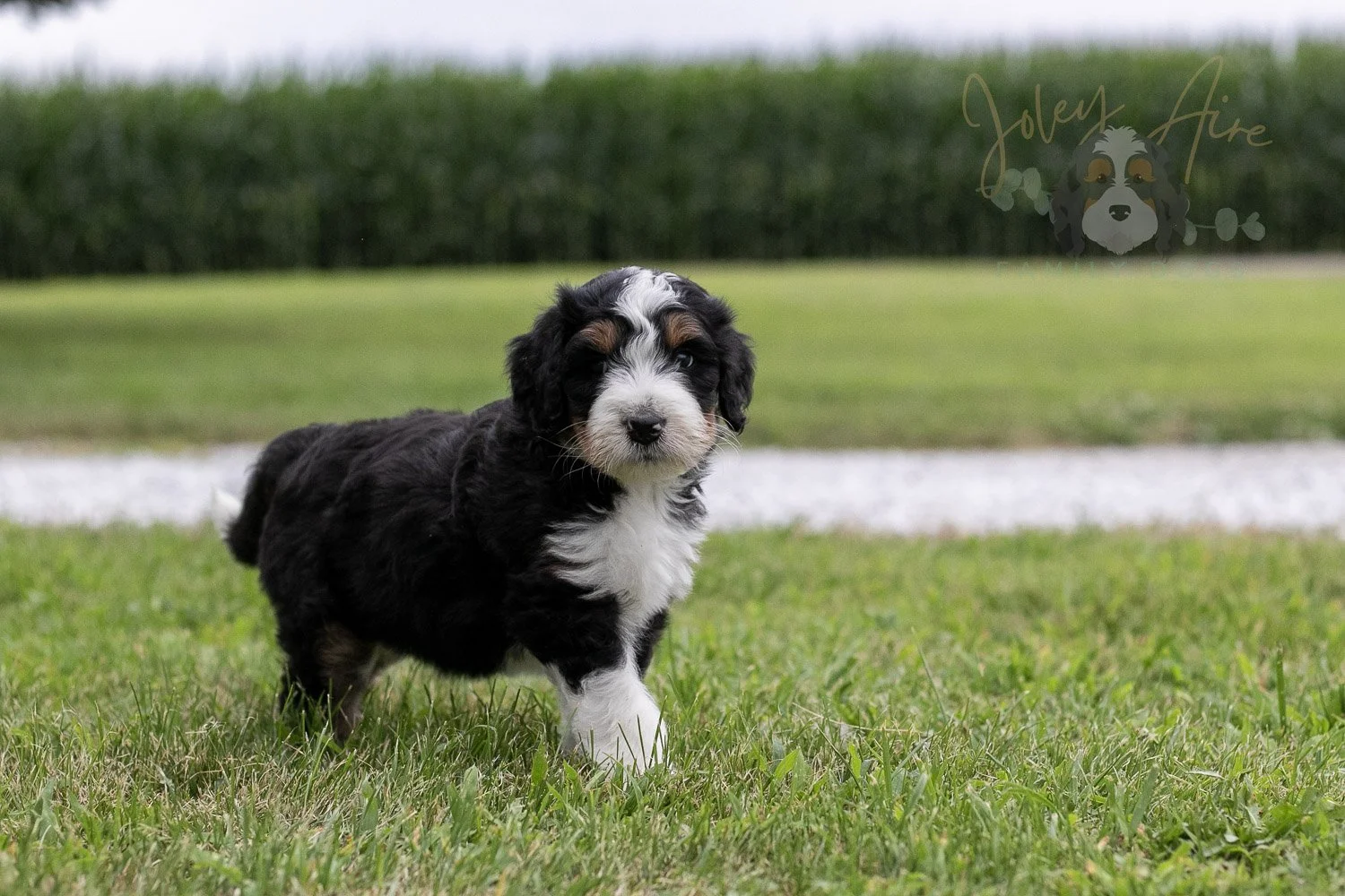 Zion Bernedoodle Puppy-23.jpg