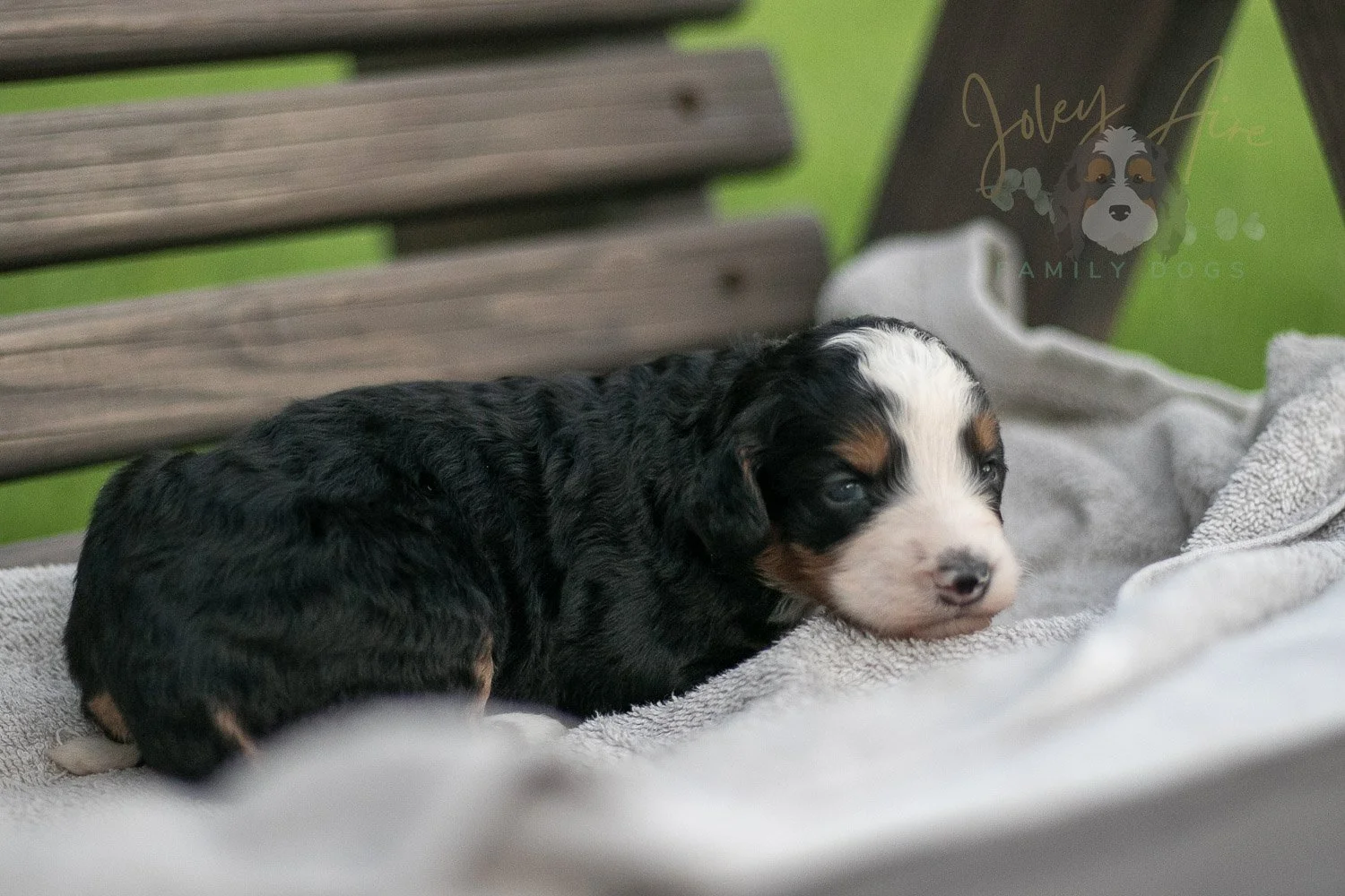 Anne Shriley Bernedoodle Puppy-55.jpg