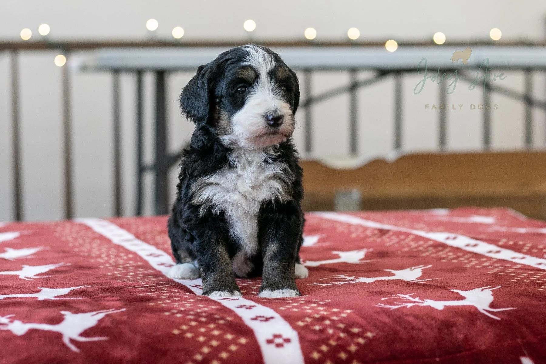 K2 - Tri-Color Bernedoodle Puppy 