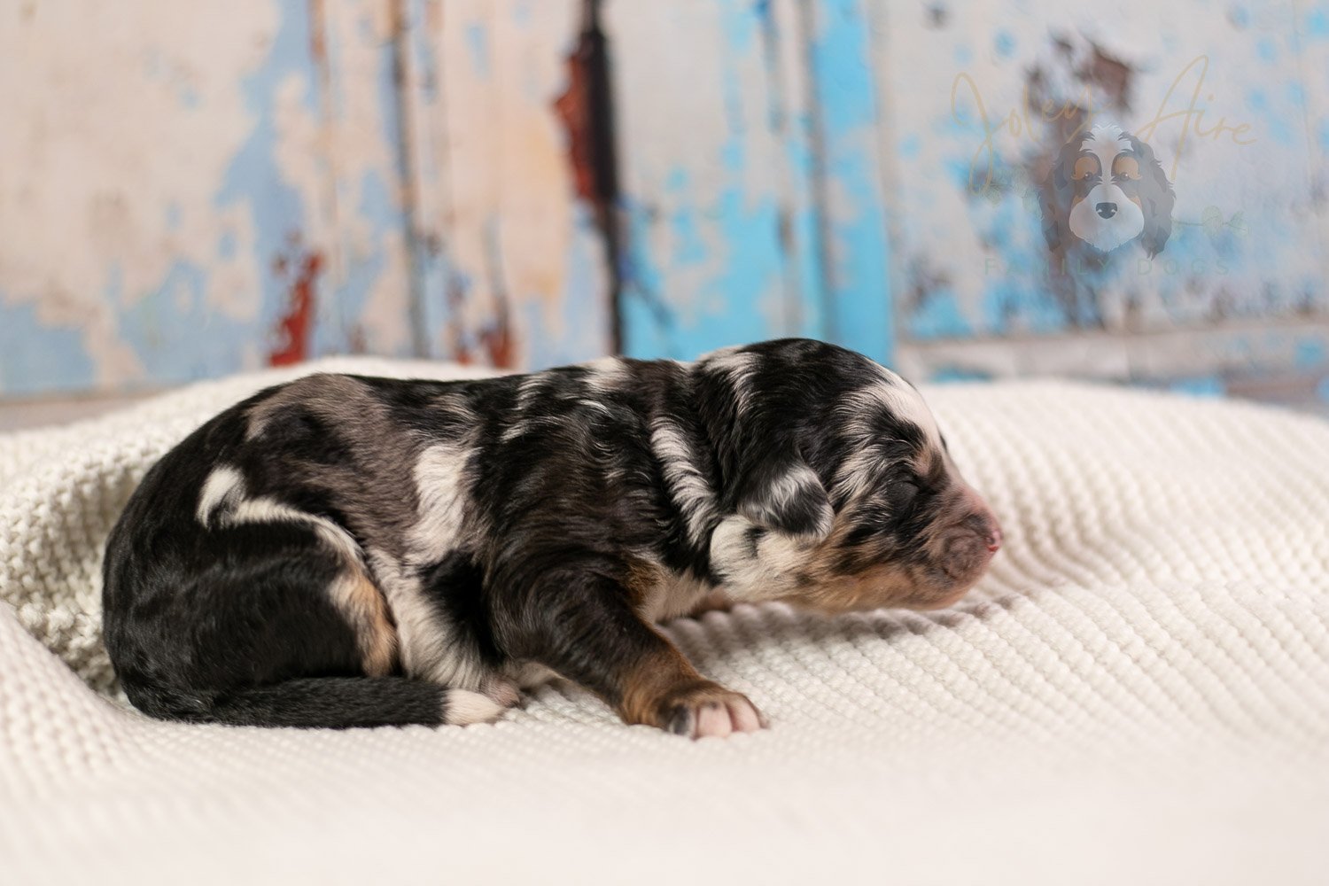 Artemisia Bernedoodle Puppy-145.jpg