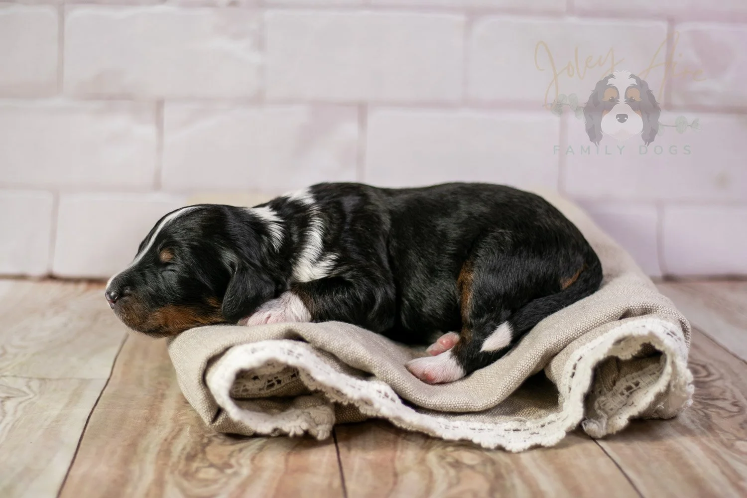 Yosemite Bernedoodle Puppy-183.jpg
