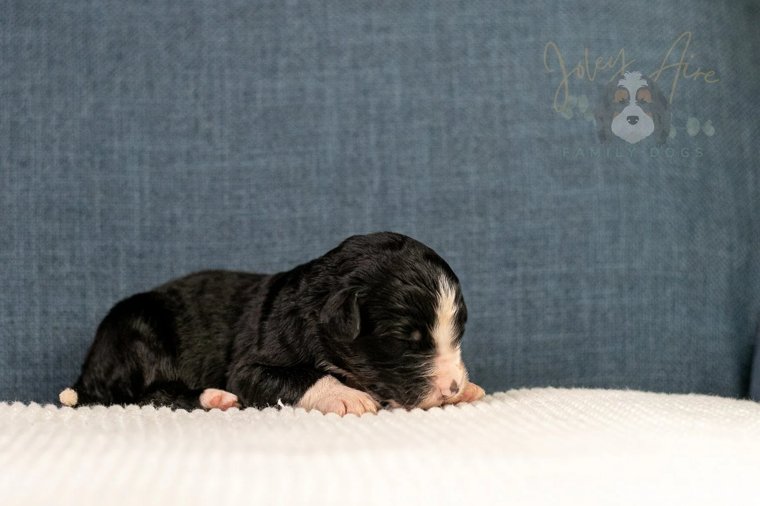 April Bernedoodle Puppy-01.jpg