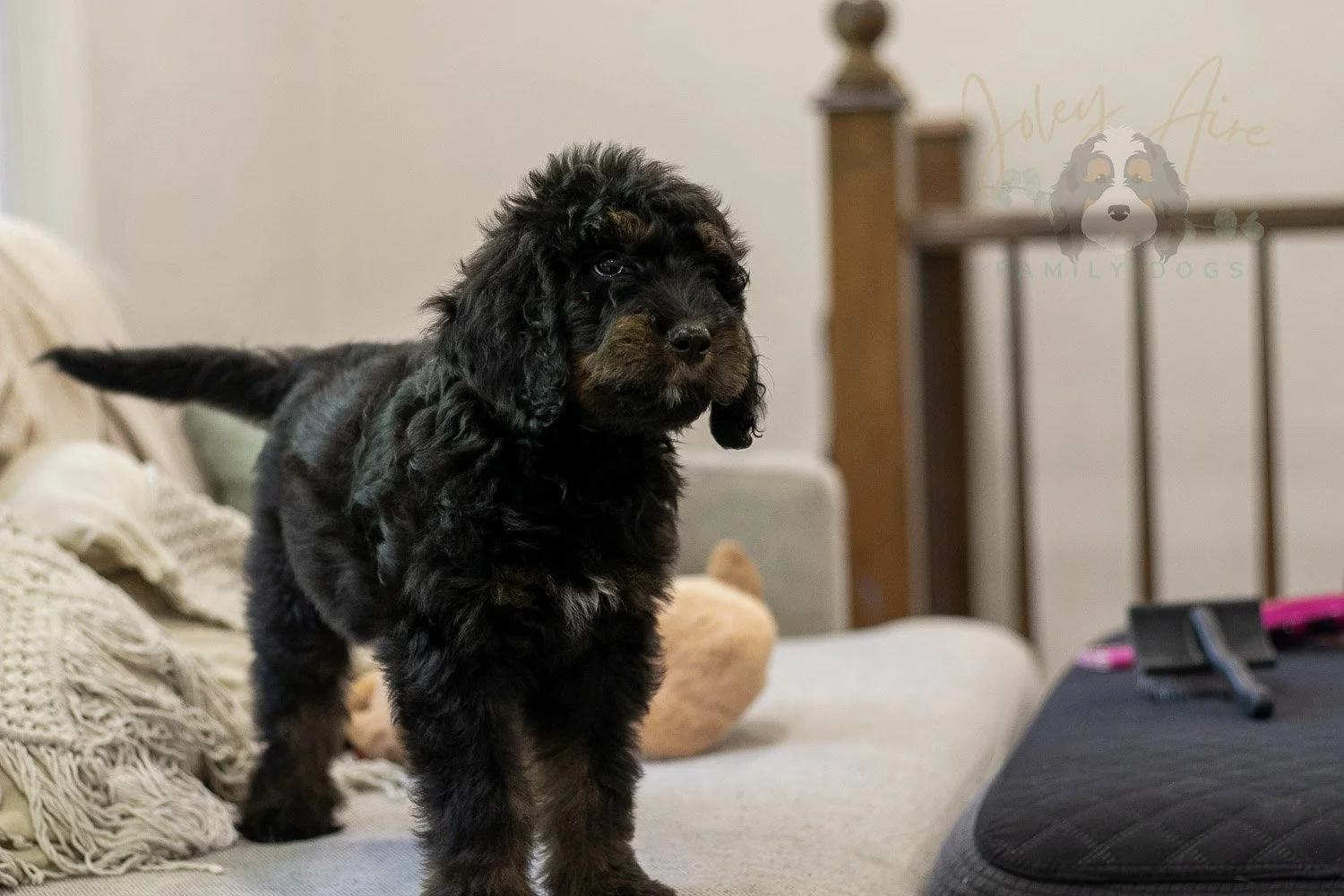 Olympic Bernedoodle Puppy-456.jpg
