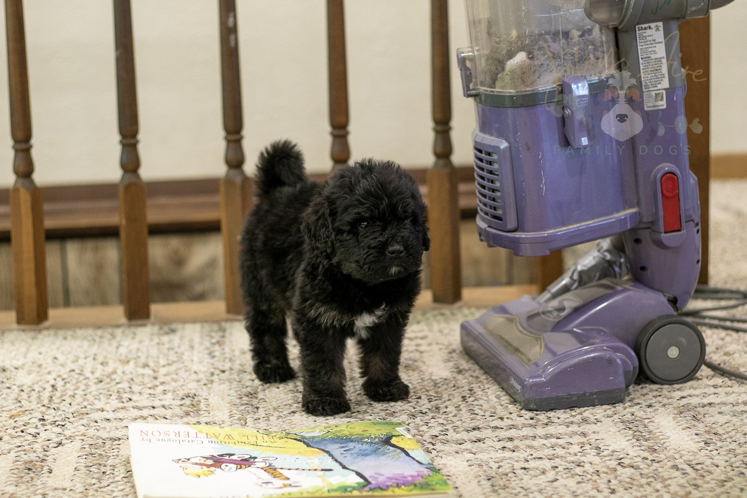 Andy Bernedoodle Puppy-293.jpg