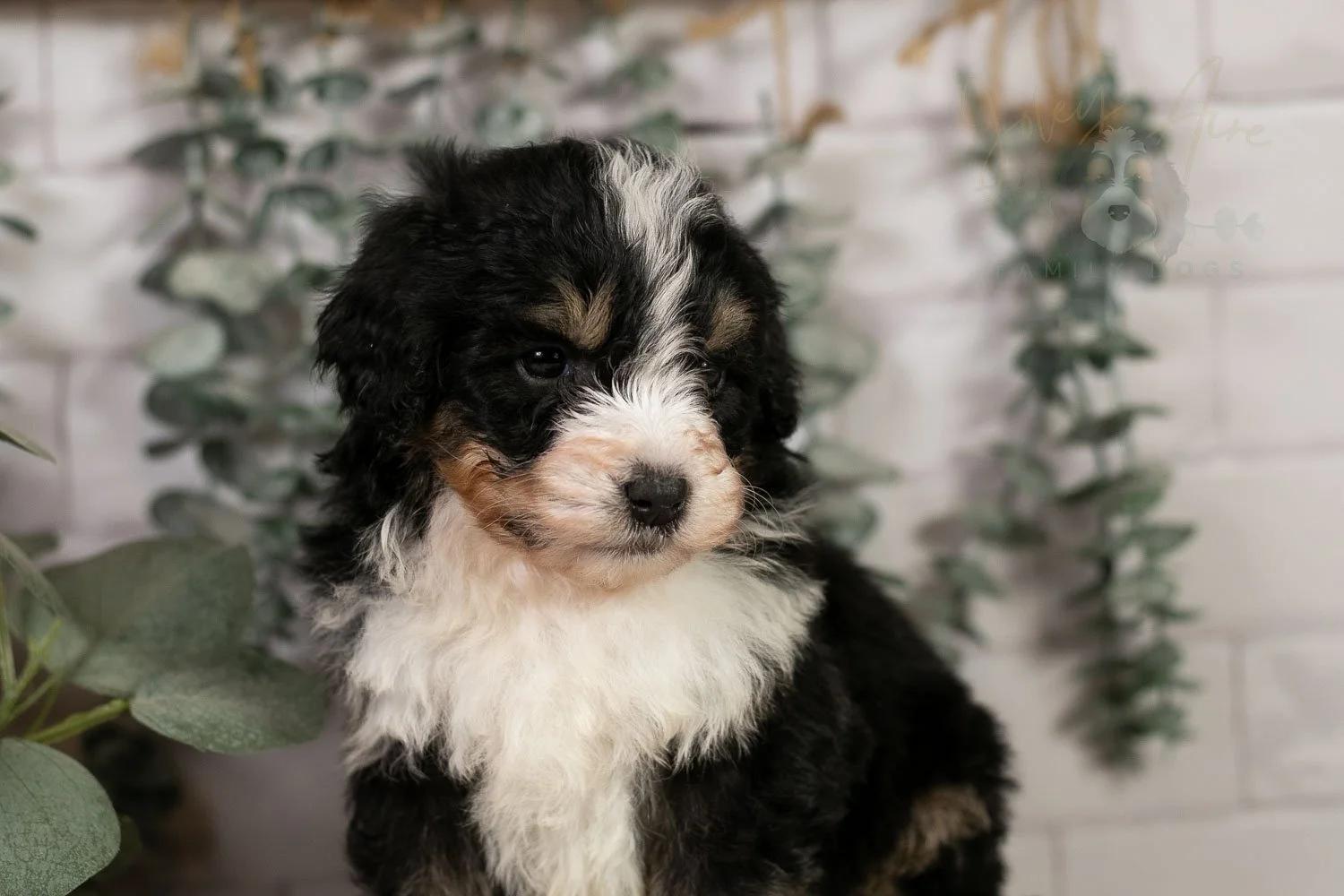 Halfpipe - Tri-color Male Bernedoodle Puppy