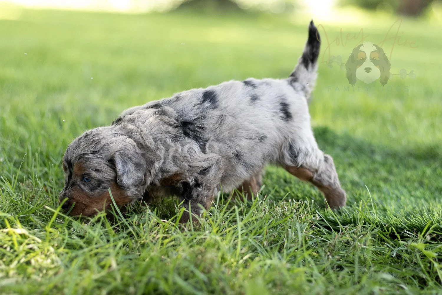 Marilla Cuthbert Bernedoodle Puppy-485.jpg