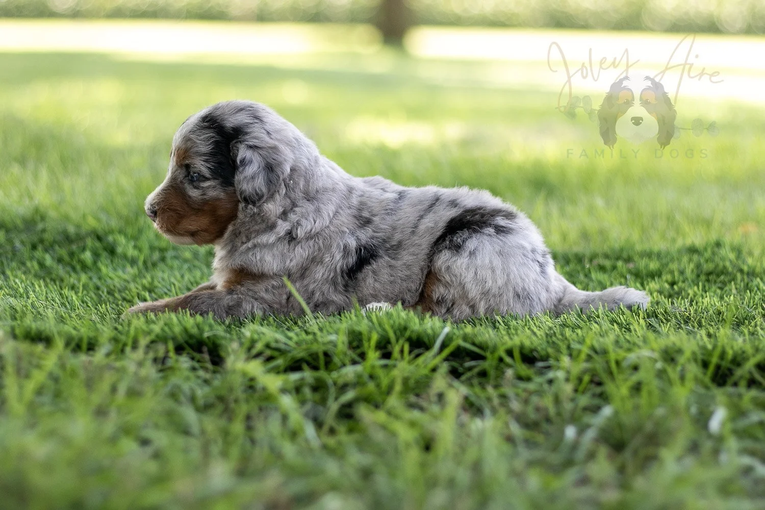 Rachel Lynde Bernedoodle Puppy-546.jpg