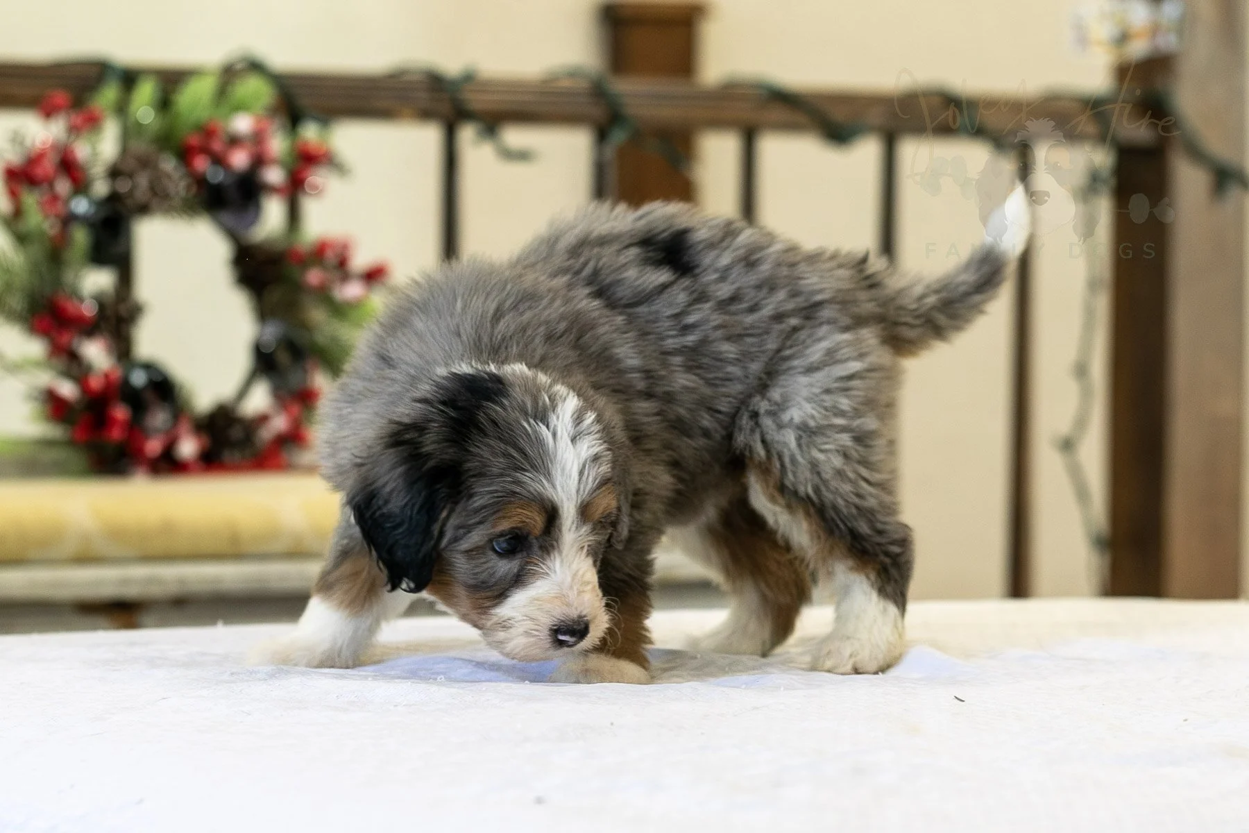 Fuji Bernedoodle Puppy-11.jpg