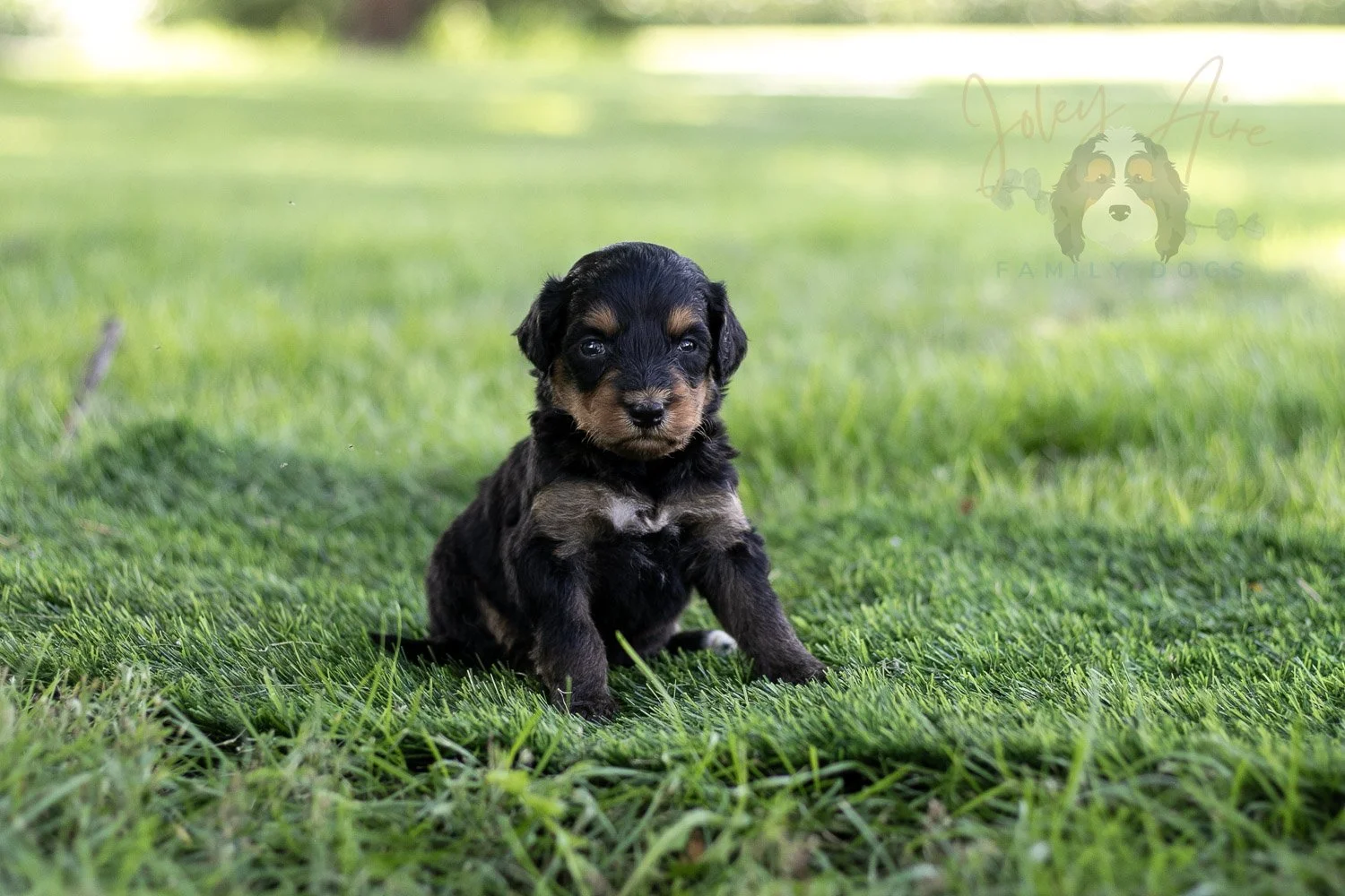 Mini Mae Bernedoodle Puppy-503.jpg