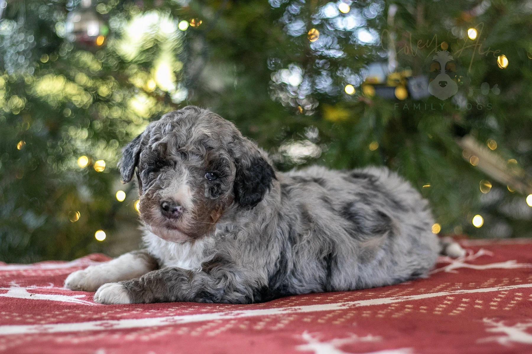 Samwise - Tri-color Merle Bernedoodle Puppy