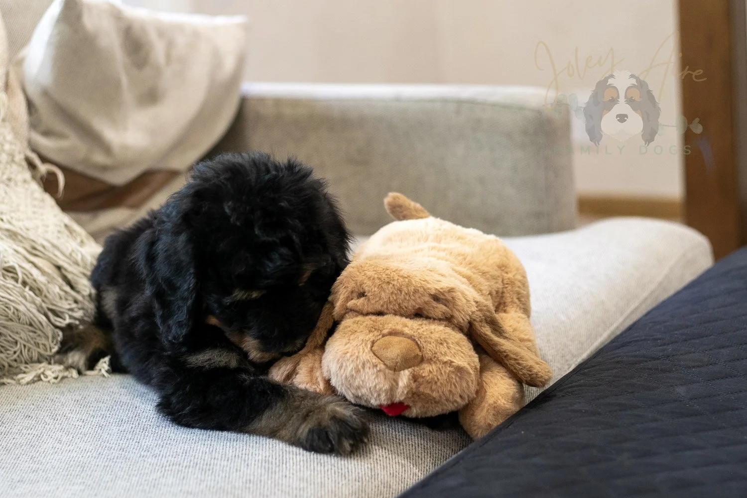 Gilbert Bernedoodle Puppy-334.jpg