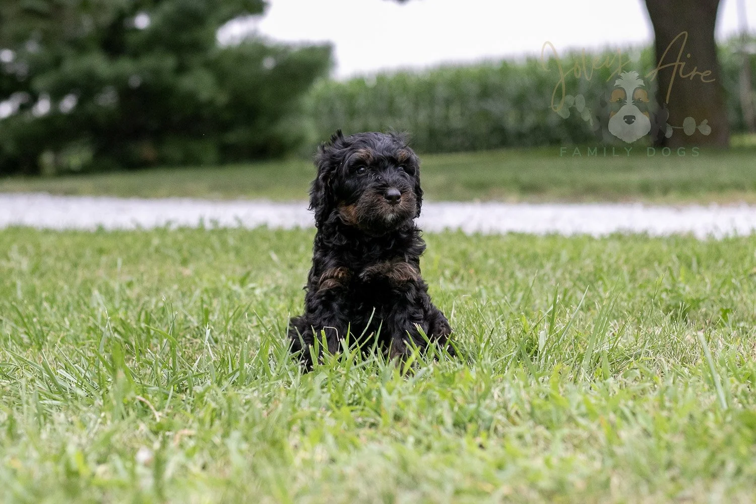 Acadia Bernedoodle Puppy-84.jpg