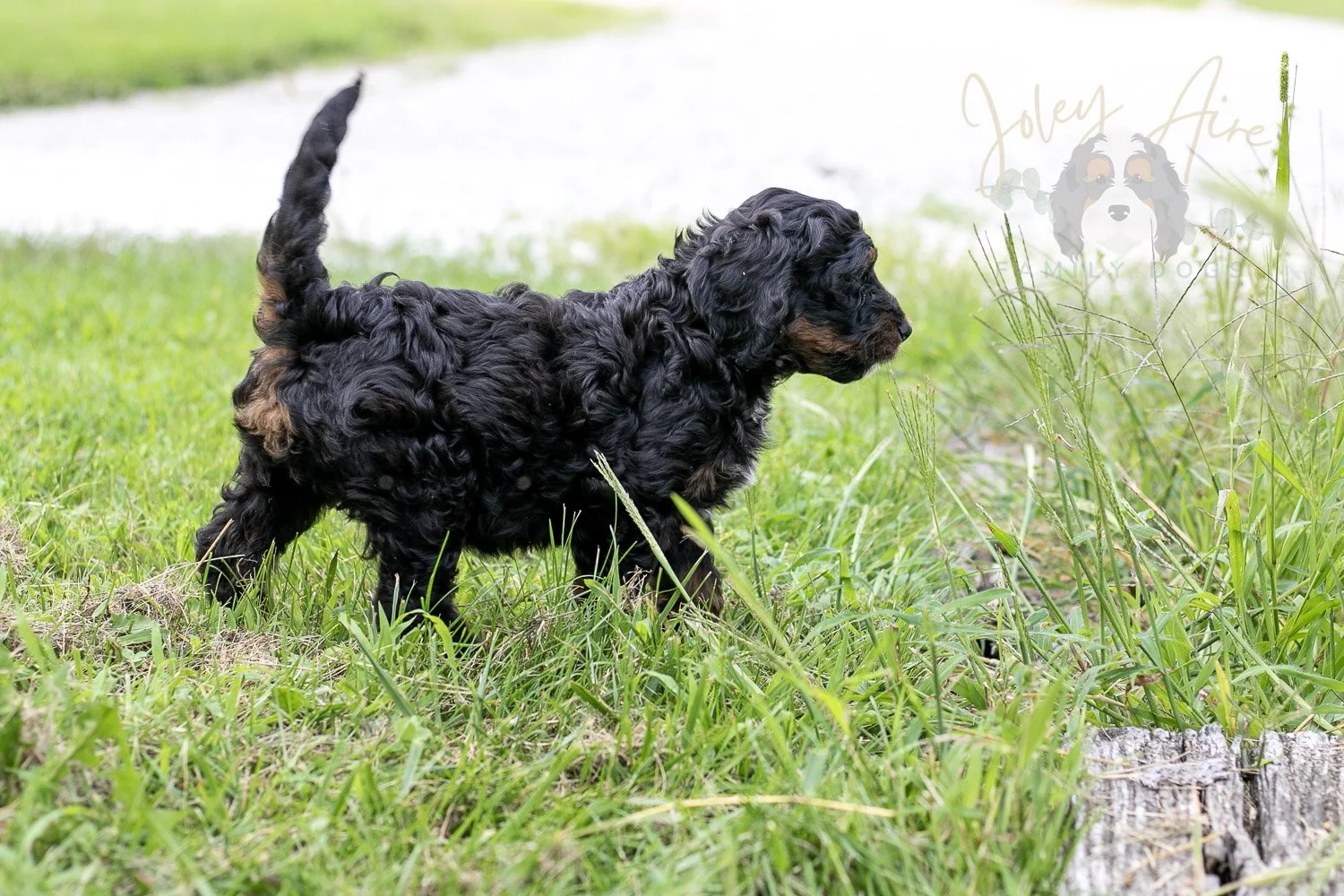 Denali Bernedoodle Puppy-87.jpg