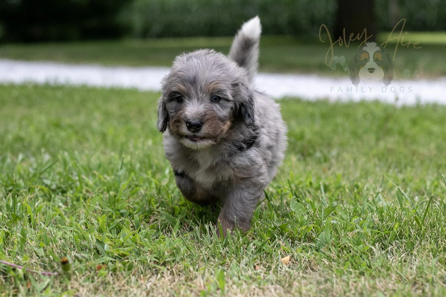 Matthew Cuthbert Bernedoodle Puppy-23.jpg