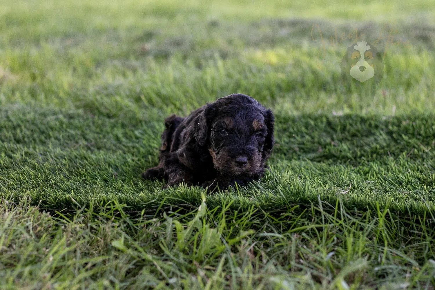 Bryce Bernedoodle Puppy-393.jpg