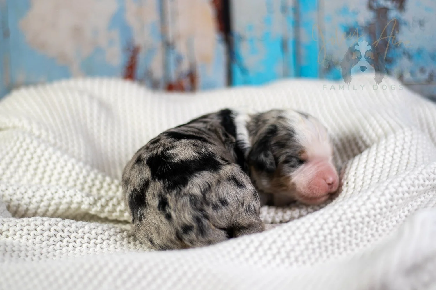 Pablo Picasso Bernedoodle Puppy-65.jpg