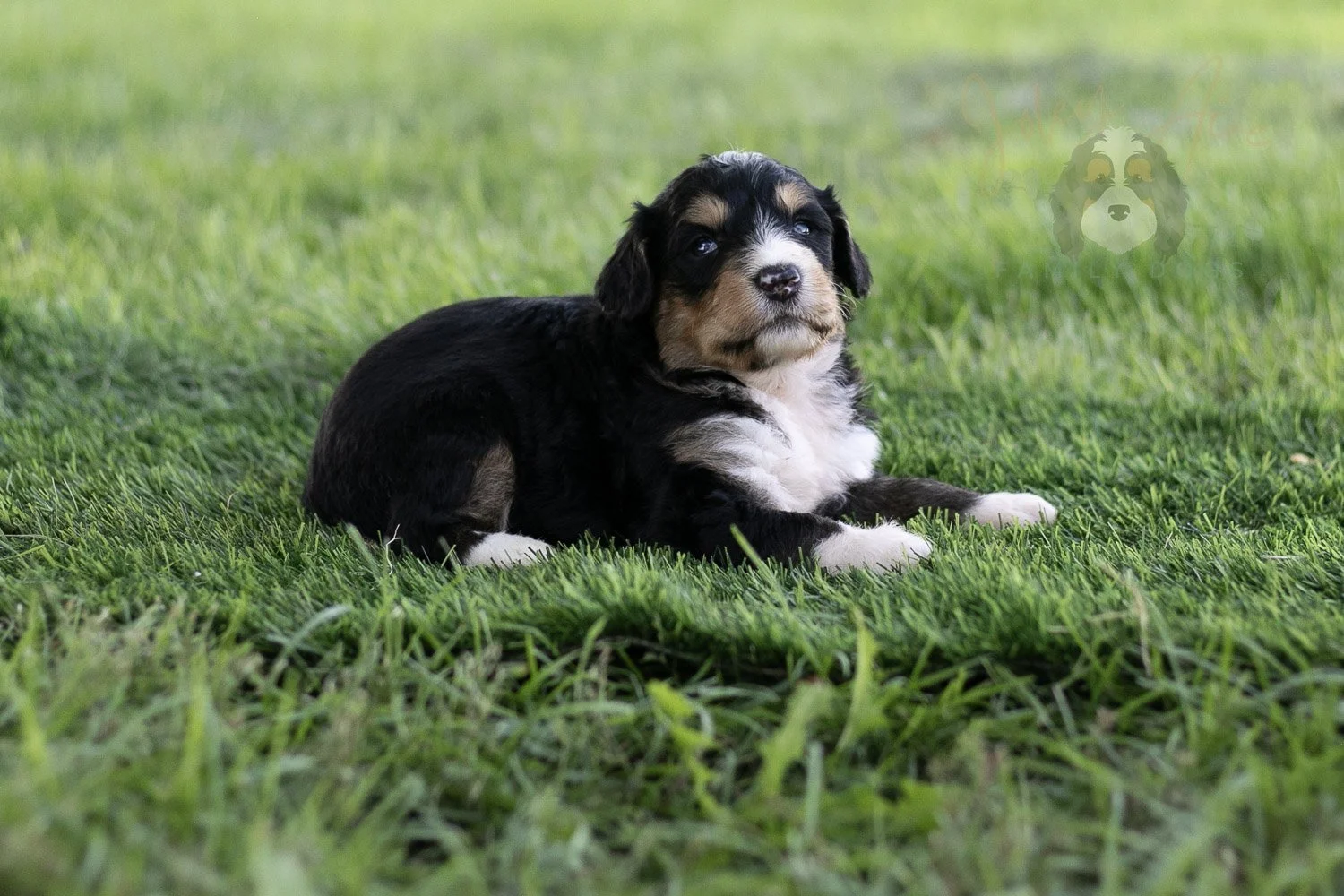 Walter Shirley Bernedoodle Puppy-452.jpg