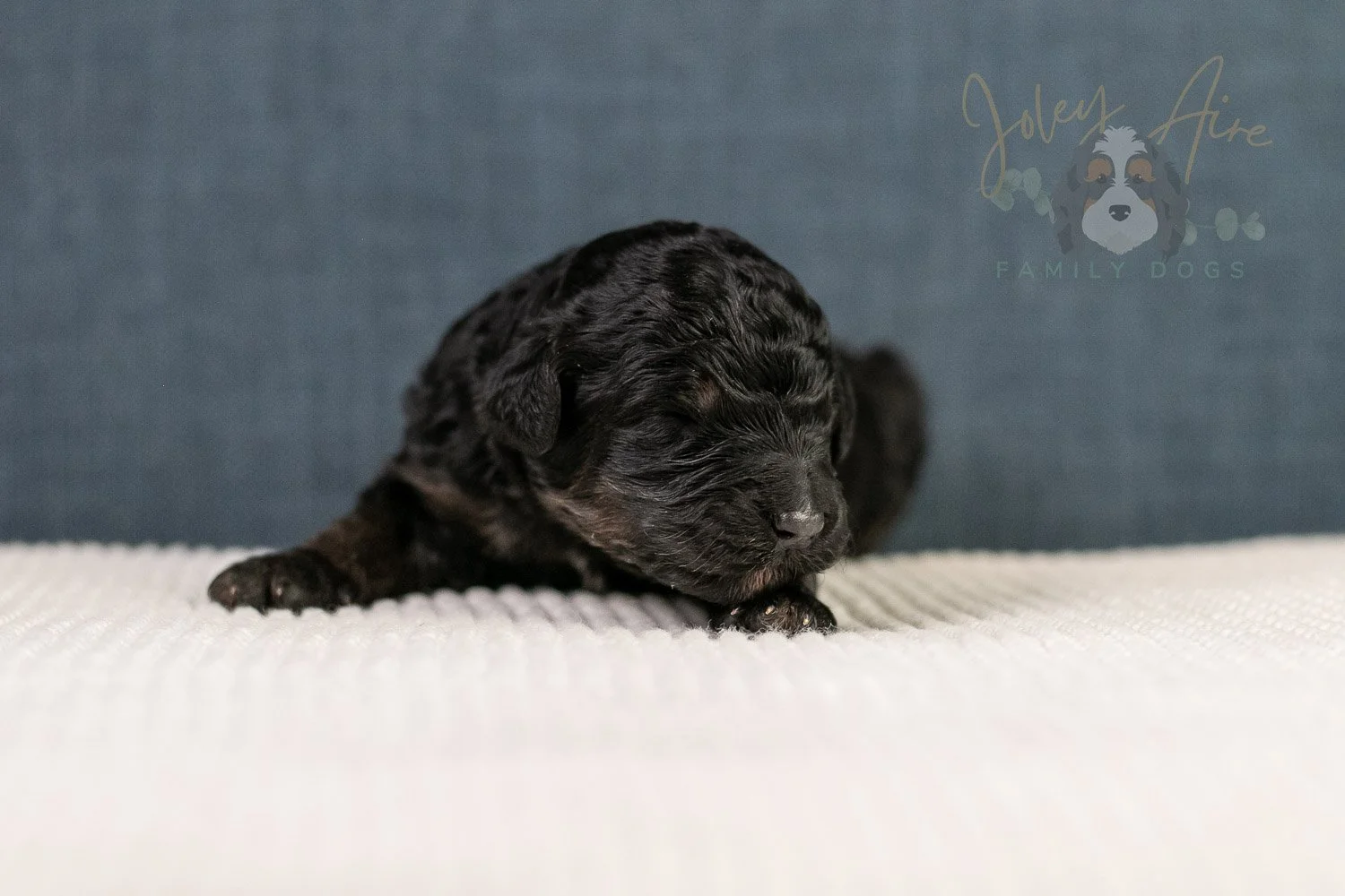 Amy Bernedoodle Puppy-104.jpg