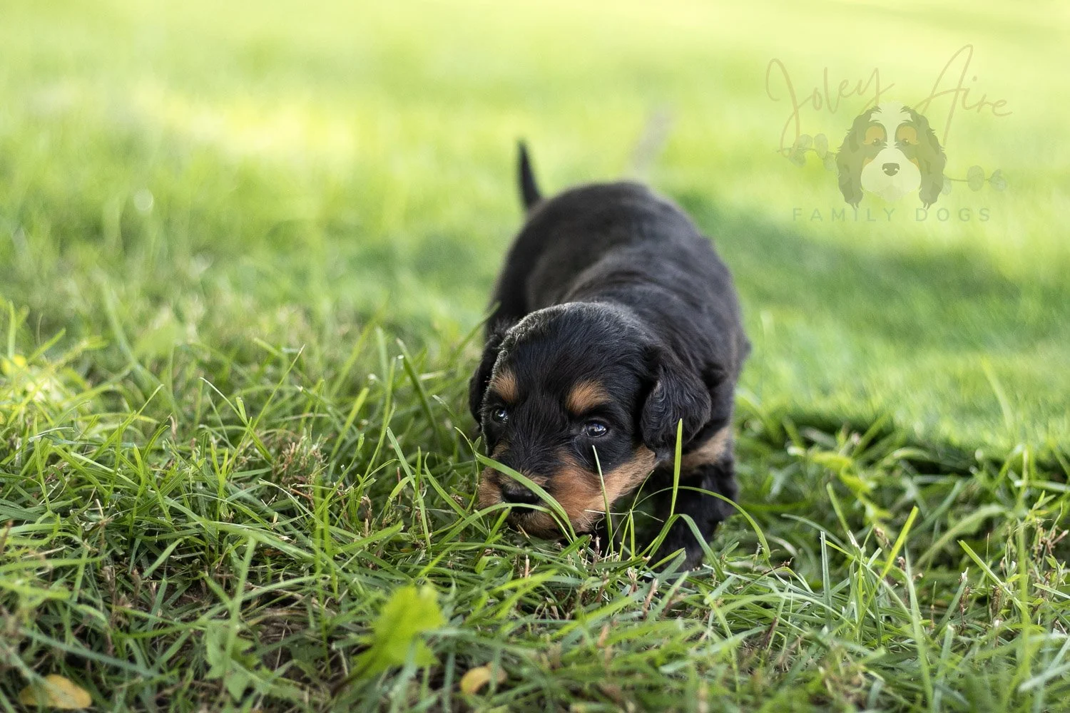 Mini Mae Bernedoodle Puppy-505.jpg