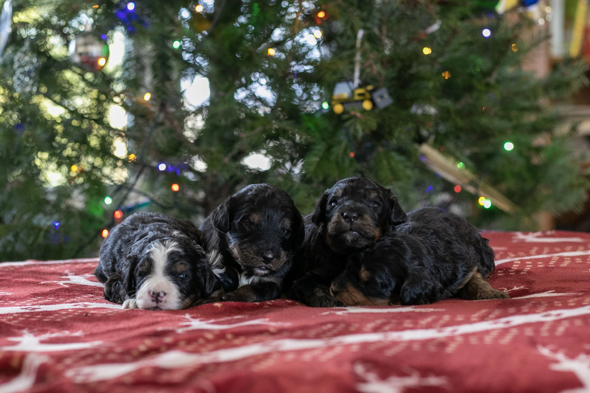 Whole Litter Disney Bernedoodle Puppy-4.jpg