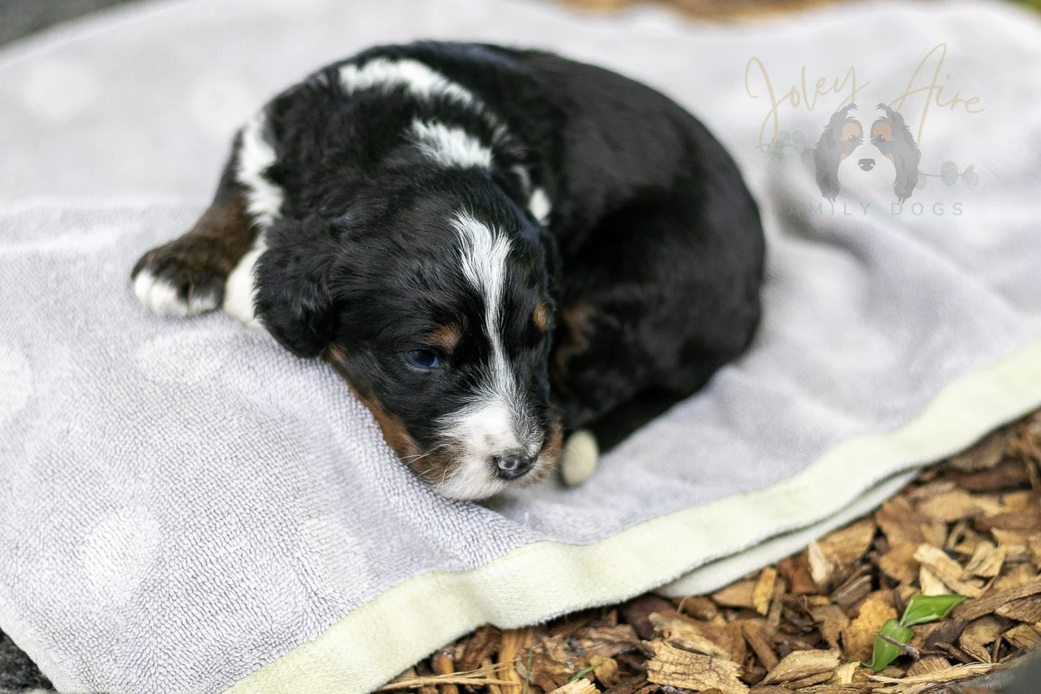 Yosemite Bernedoodle Puppy-142.jpg