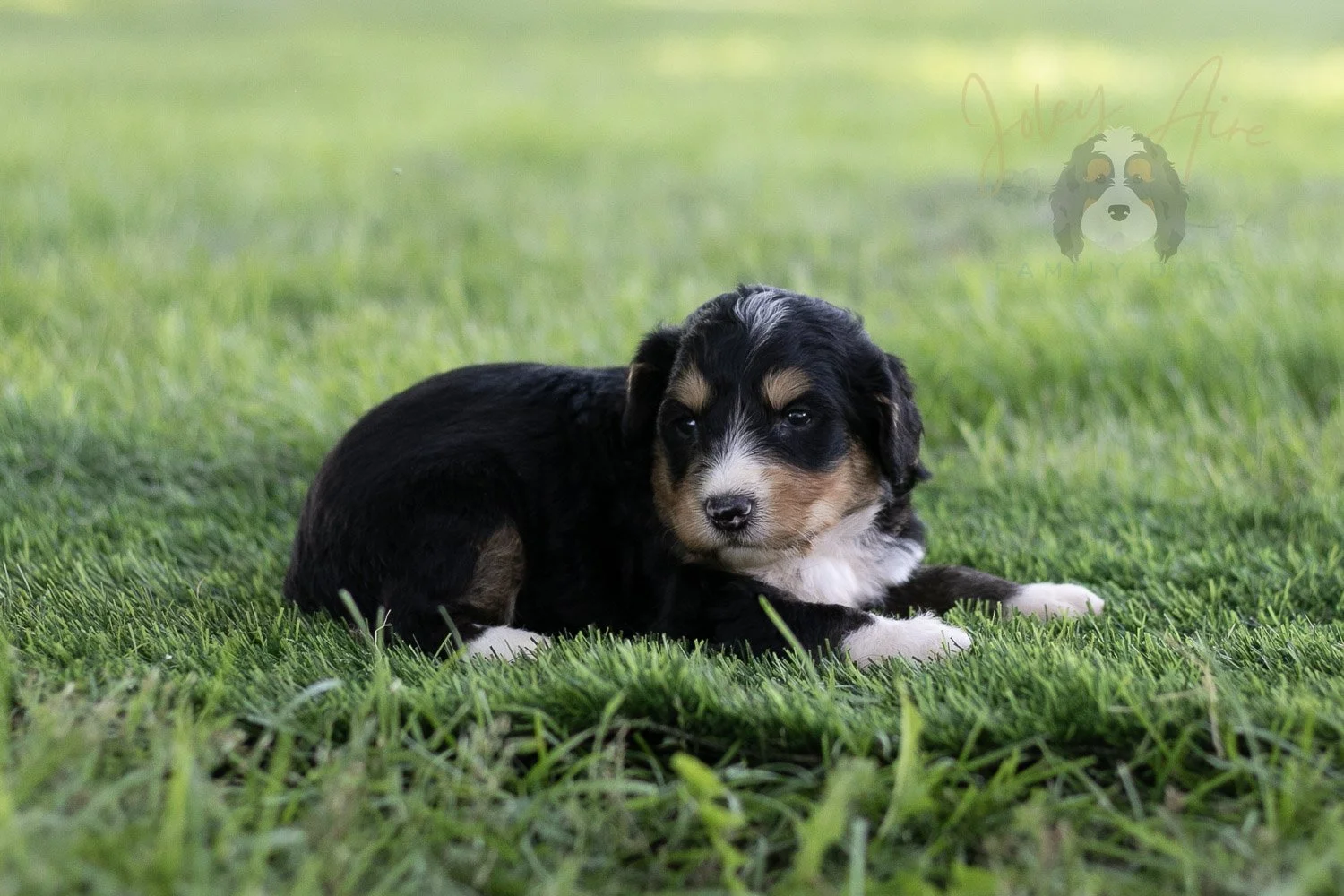 Walter Shirley Bernedoodle Puppy-448.jpg