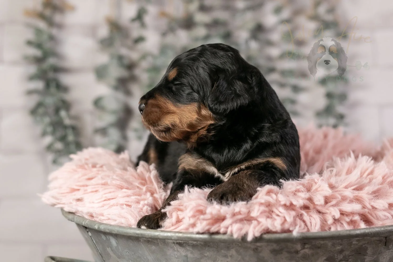 Guitar Bernedoodle Puppy-14.jpg