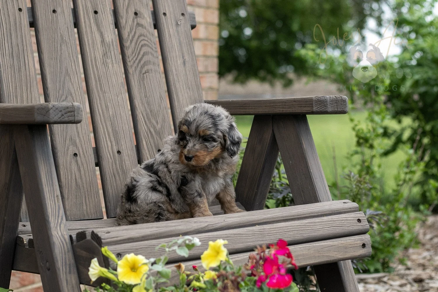 Ukulele Bernedoodle Puppy-10.jpg