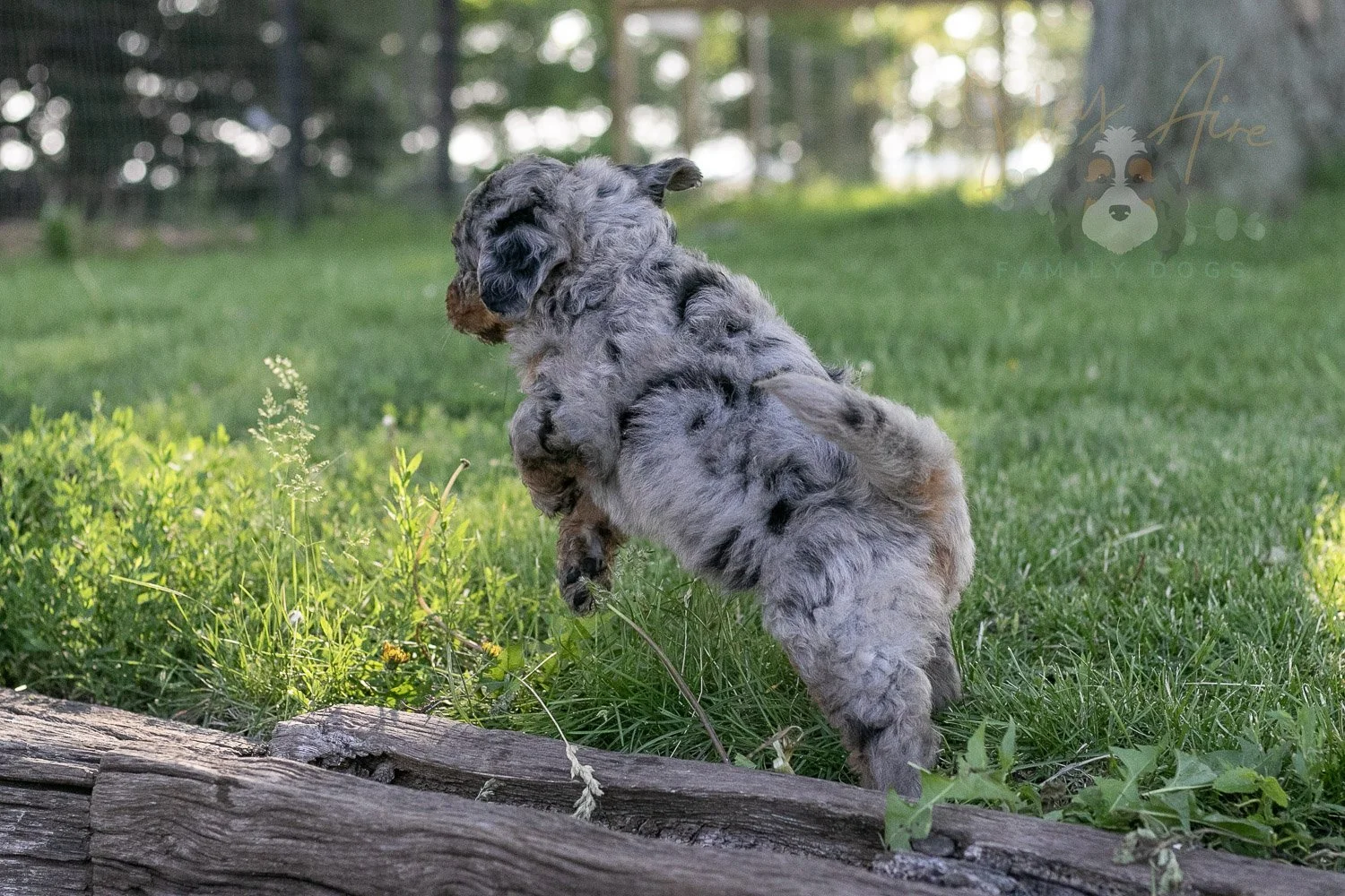 Ukulele Bernedoodle Puppy-20.jpg