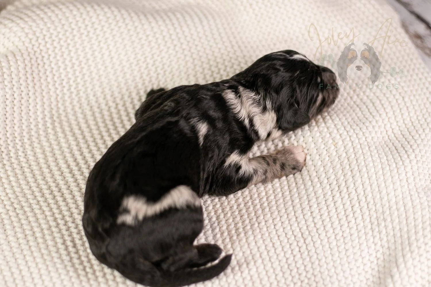 Bob Ross Bernedoodle Puppy-135.jpg