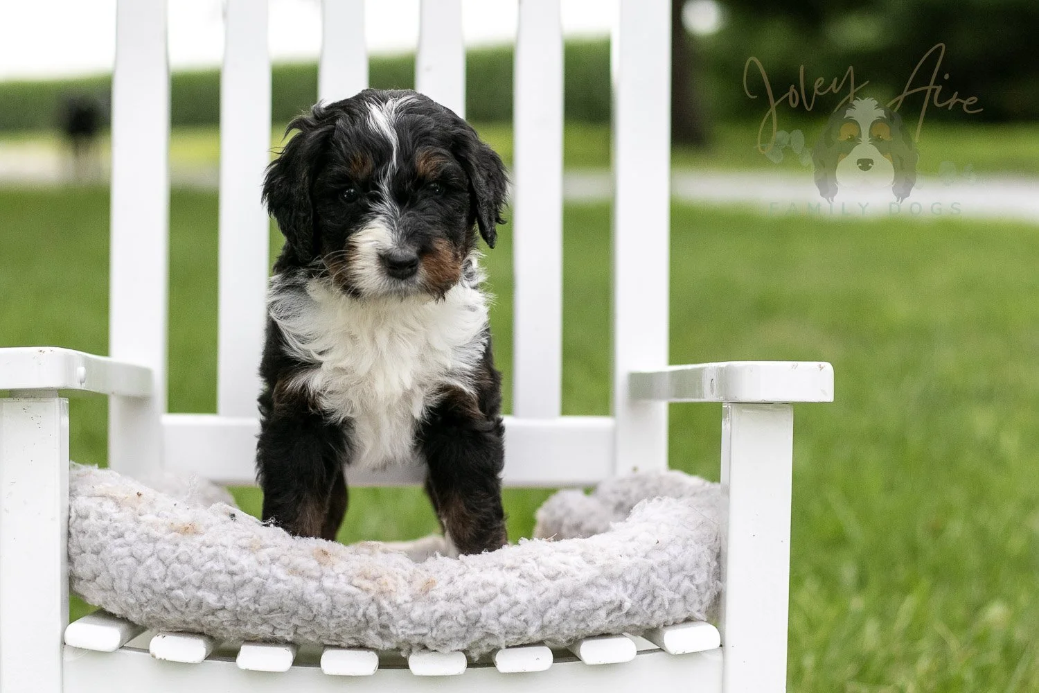 Yosemite Bernedoodle Puppy-964.jpg