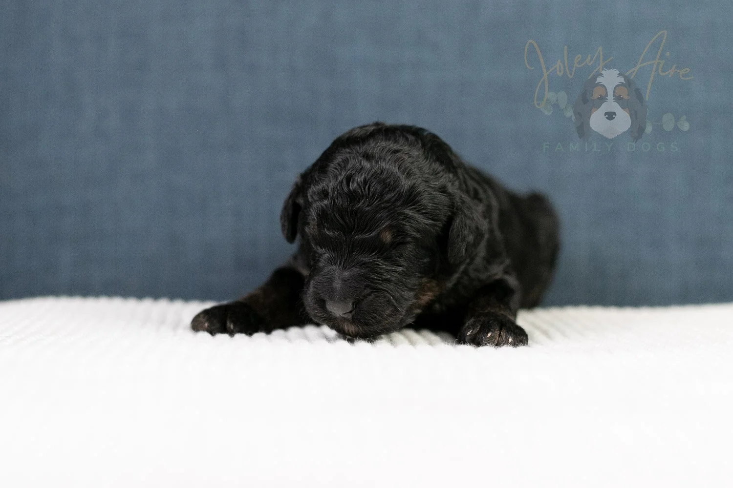Amy Bernedoodle Puppy-105.jpg