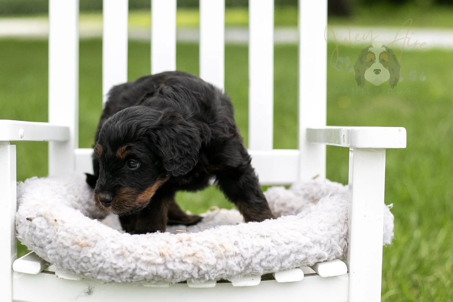 Olympic Bernedoodle Puppy-855.jpg