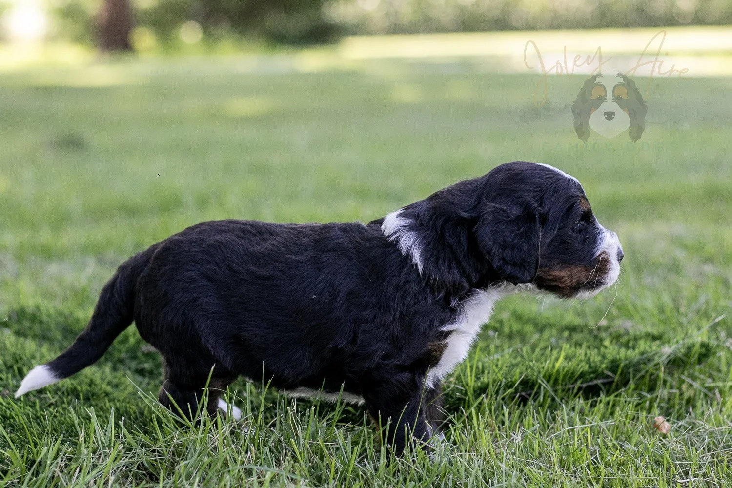 Yosemite Bernedoodle Puppy-365.jpg