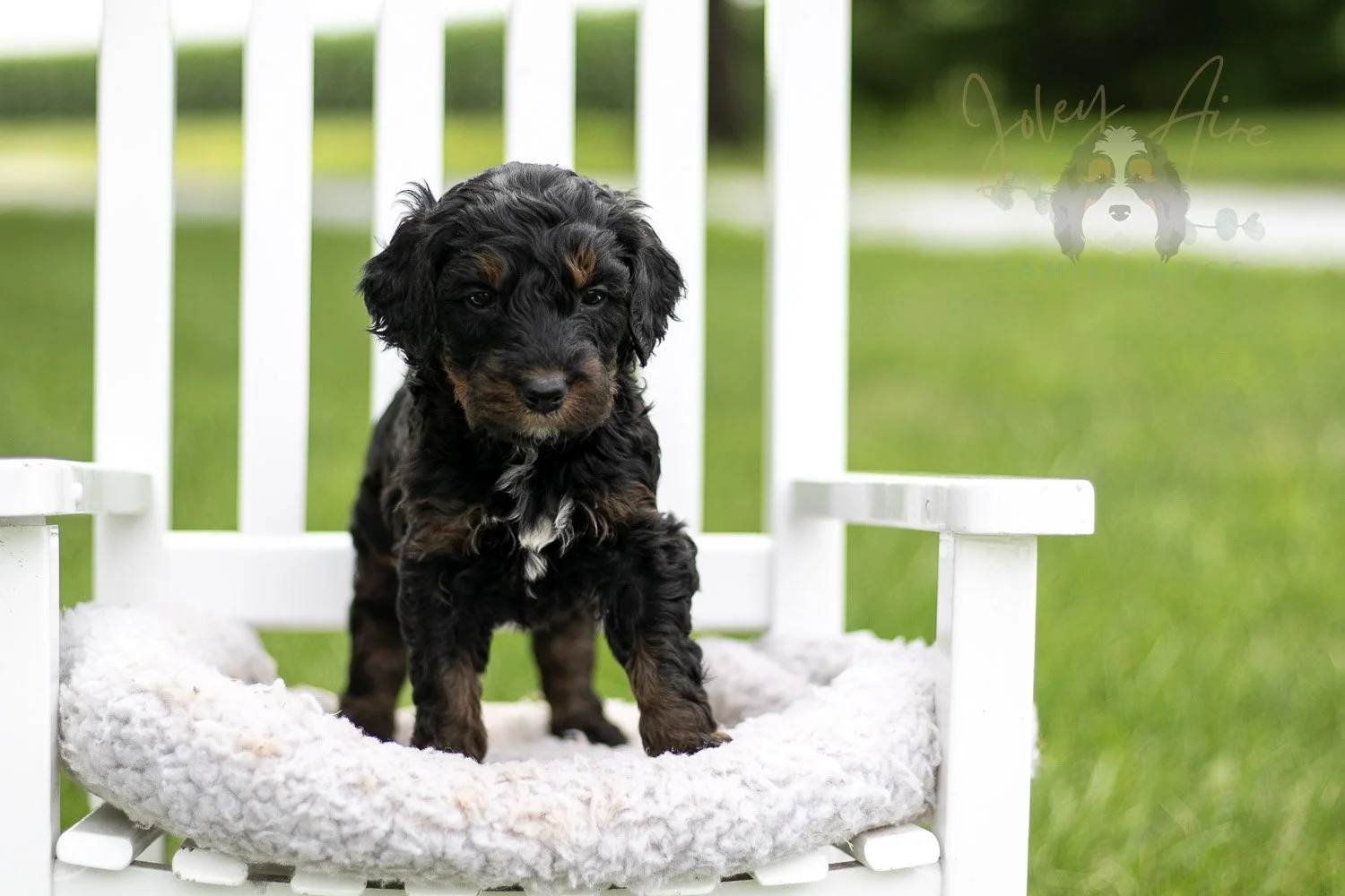 Acadia Bernedoodle Puppy-832.jpg
