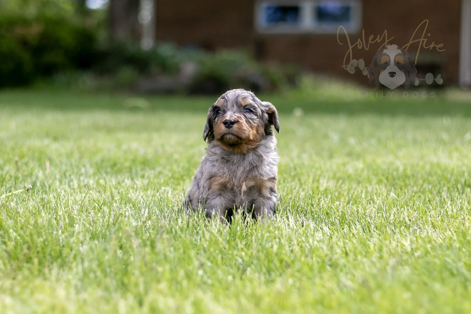 Ukelele Bernedoodle Puppy-19.jpg