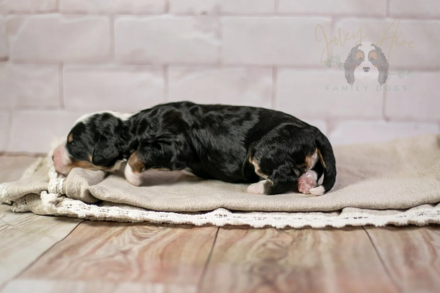 Yellowstone Bernedoodle Puppy-210.jpg