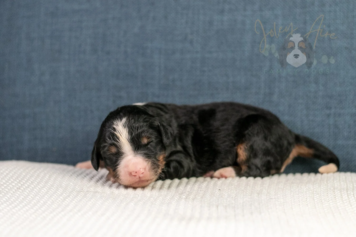 Ashley Bernedoodle Puppy-26.jpg