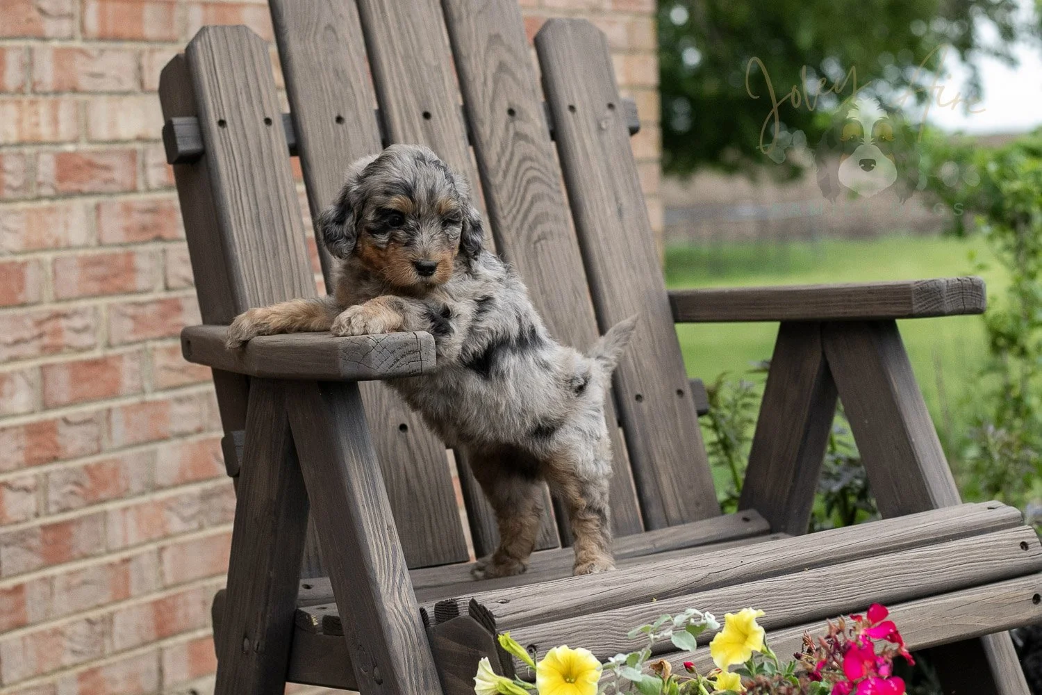 Ukulele Bernedoodle Puppy-23.jpg