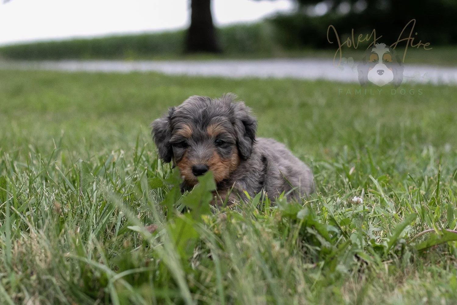 Josie Pye Bernedoodle Puppy-78.jpg